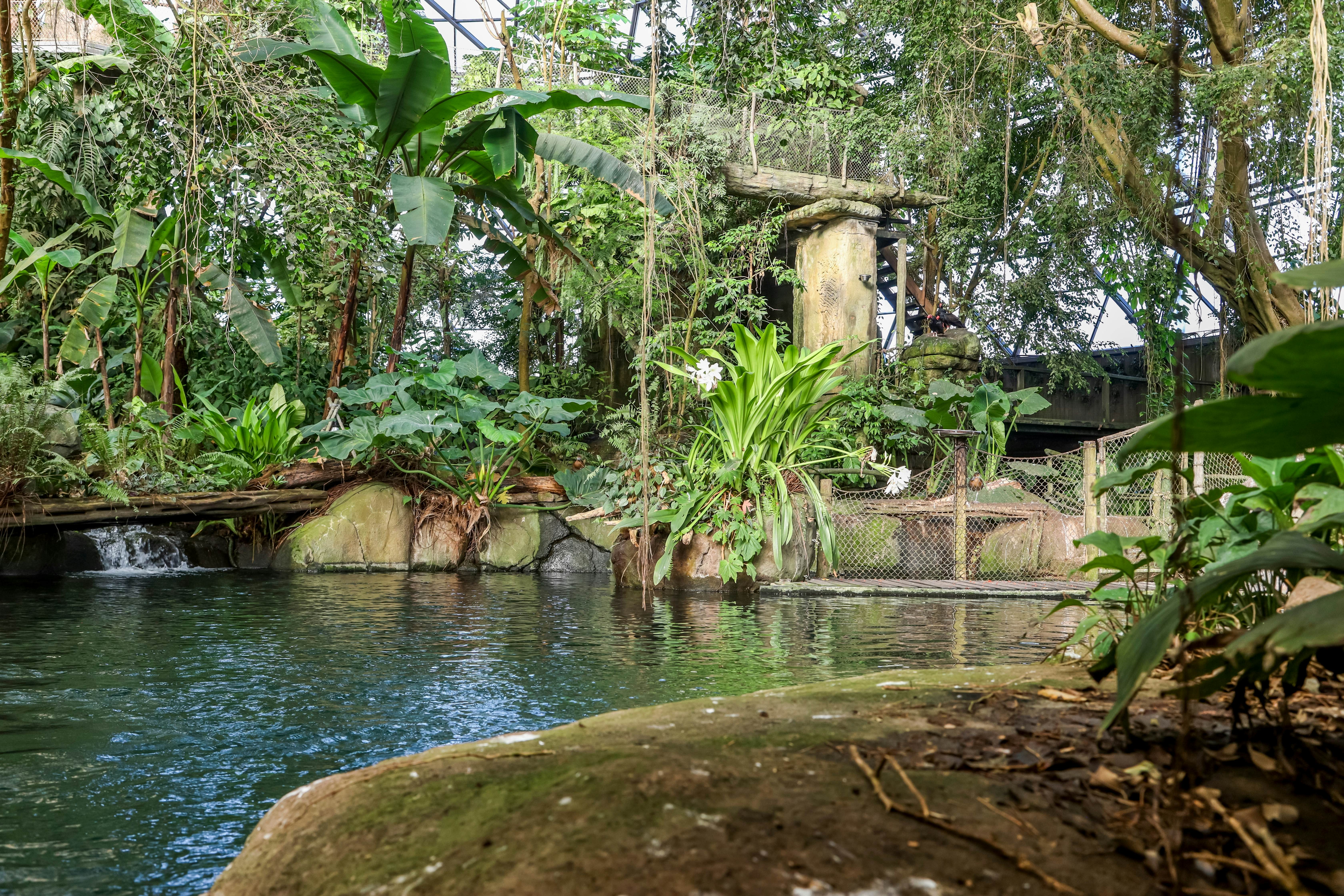 Randers Tropical Rain forrest, Regnskov.