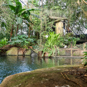 Randers Tropical Rain forrest, Regnskov.