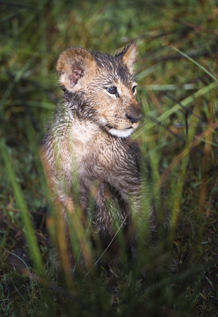 Wet Lion cub (Panthera Leo) in Okavango swamp, Chiefs Island, Moremi National Park, Botswana
Chiefs Island, Lion, Moremi Wildlife Reserve