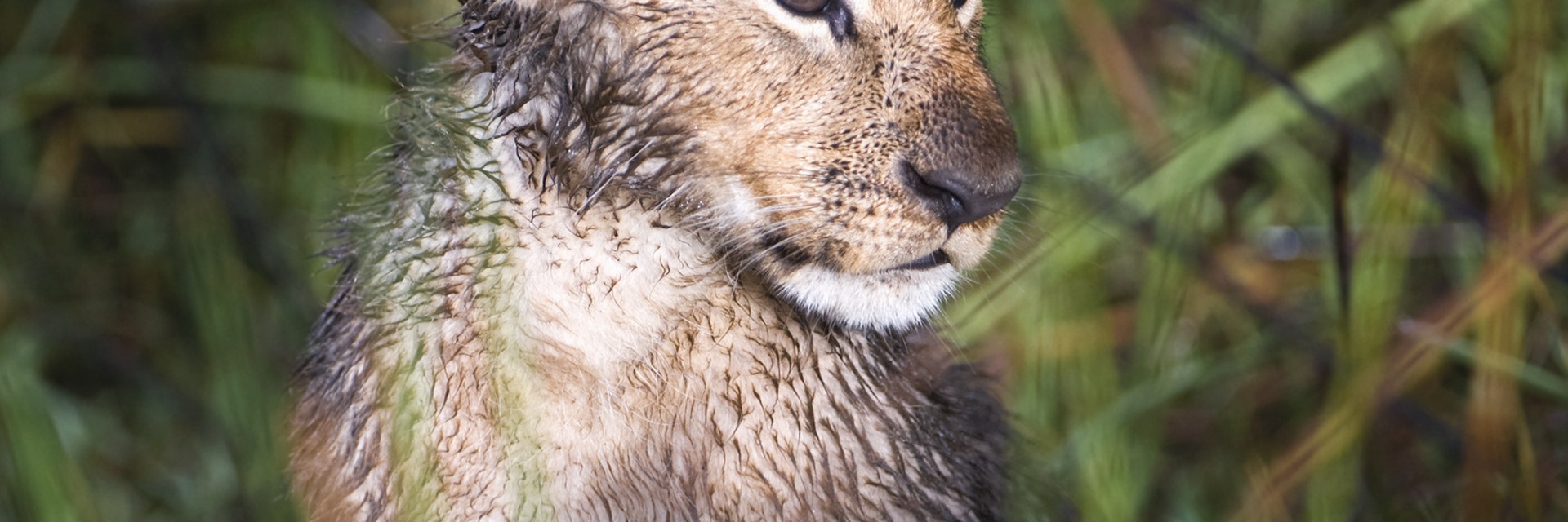 Wet Lion cub (Panthera Leo) in Okavango swamp, Chiefs Island, Moremi National Park, Botswana
Chiefs Island, Lion, Moremi Wildlife Reserve