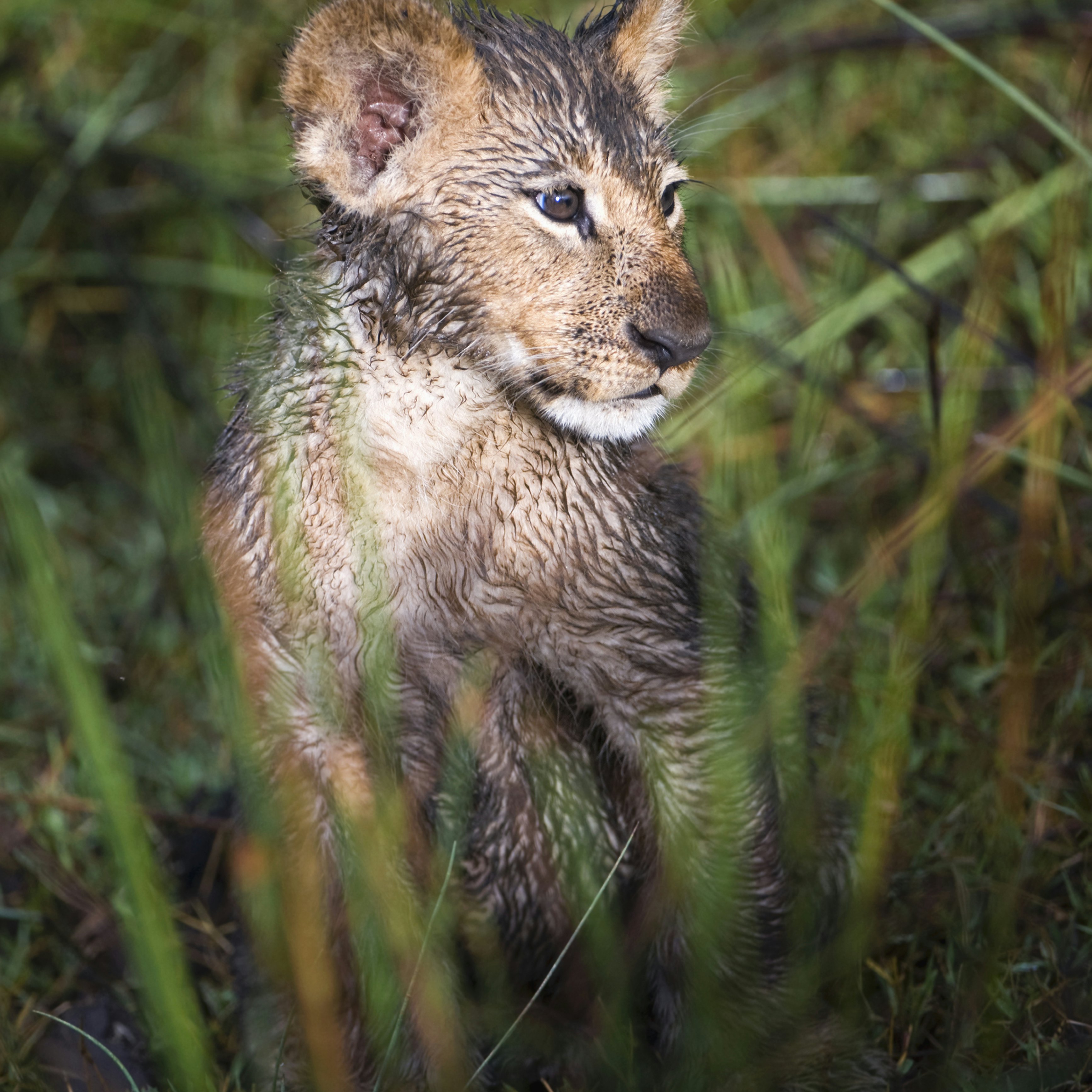 Wet Lion cub (Panthera Leo) in Okavango swamp, Chiefs Island, Moremi National Park, Botswana
Chiefs Island, Lion, Moremi Wildlife Reserve