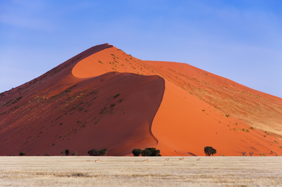 Herd of Springbok passing in front of a red dune in Sossusvlei, Namibia; Concept for traveling in Africa and Safari