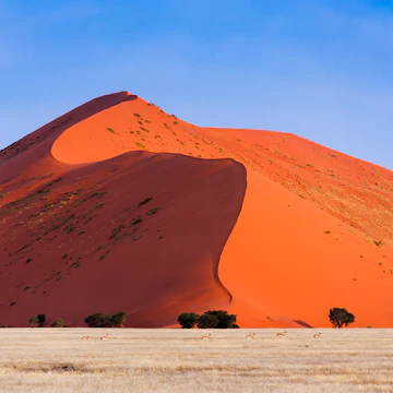 Herd of Springbok passing in front of a red dune in Sossusvlei, Namibia; Concept for traveling in Africa and Safari