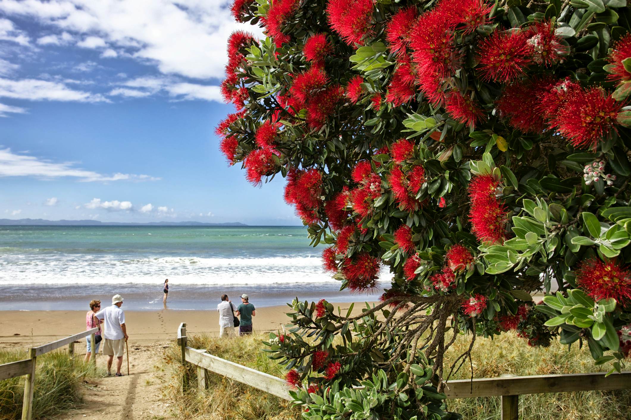 Elevated wide angle past pohutukawa blossoms to a family on a beach at Taipa in Northland. The pohutukawa's flowers blossom around Christmas giving it the name of New Zealand's Christmas tree.
1173481550