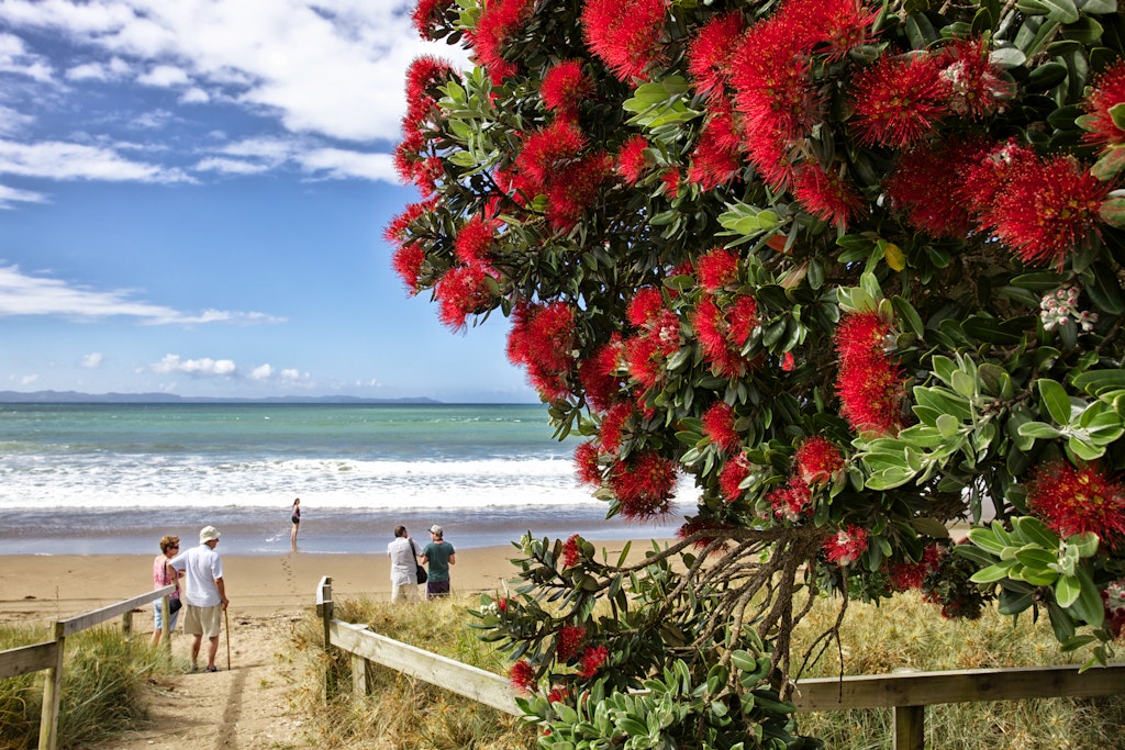 Elevated wide angle past pohutukawa blossoms to a family on a beach at Taipa in Northland. The pohutukawa's flowers blossom around Christmas giving it the name of New Zealand's Christmas tree.
1173481550