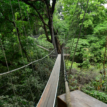 Treetop walkway in Lake Manyara National Park.