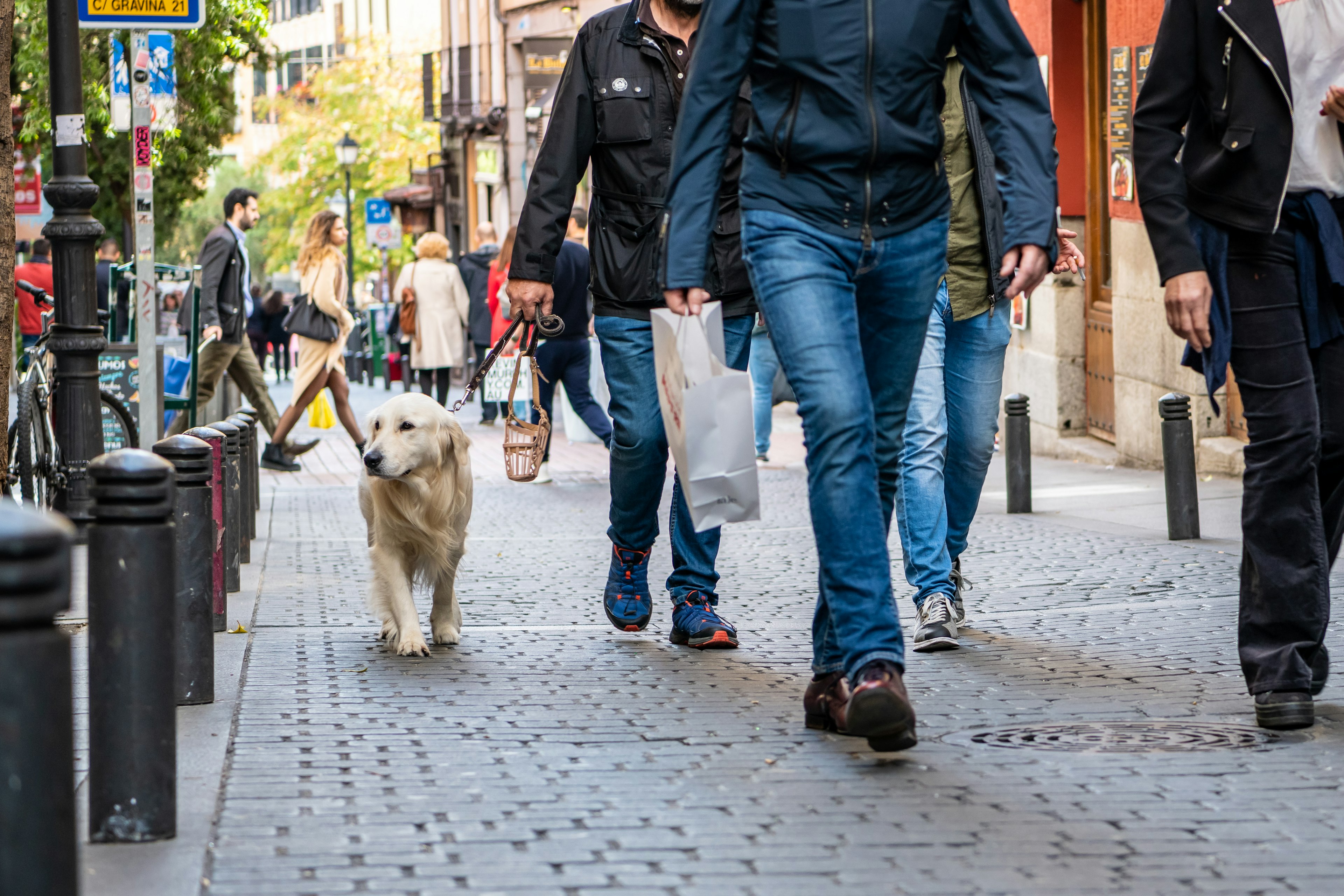 A dog going for a walk in the Malasana neighborhood in central Madrid, the people around it seen from the neck down