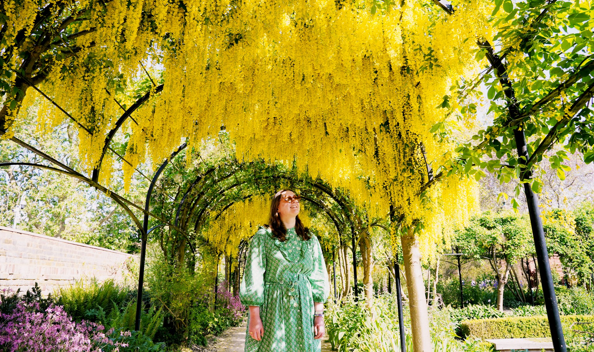 A visitor walks underneath an arch of blossoming Laburnum, sometimes called golden chain or golden rain, behind Kew Palace, in Kew Gardens, London