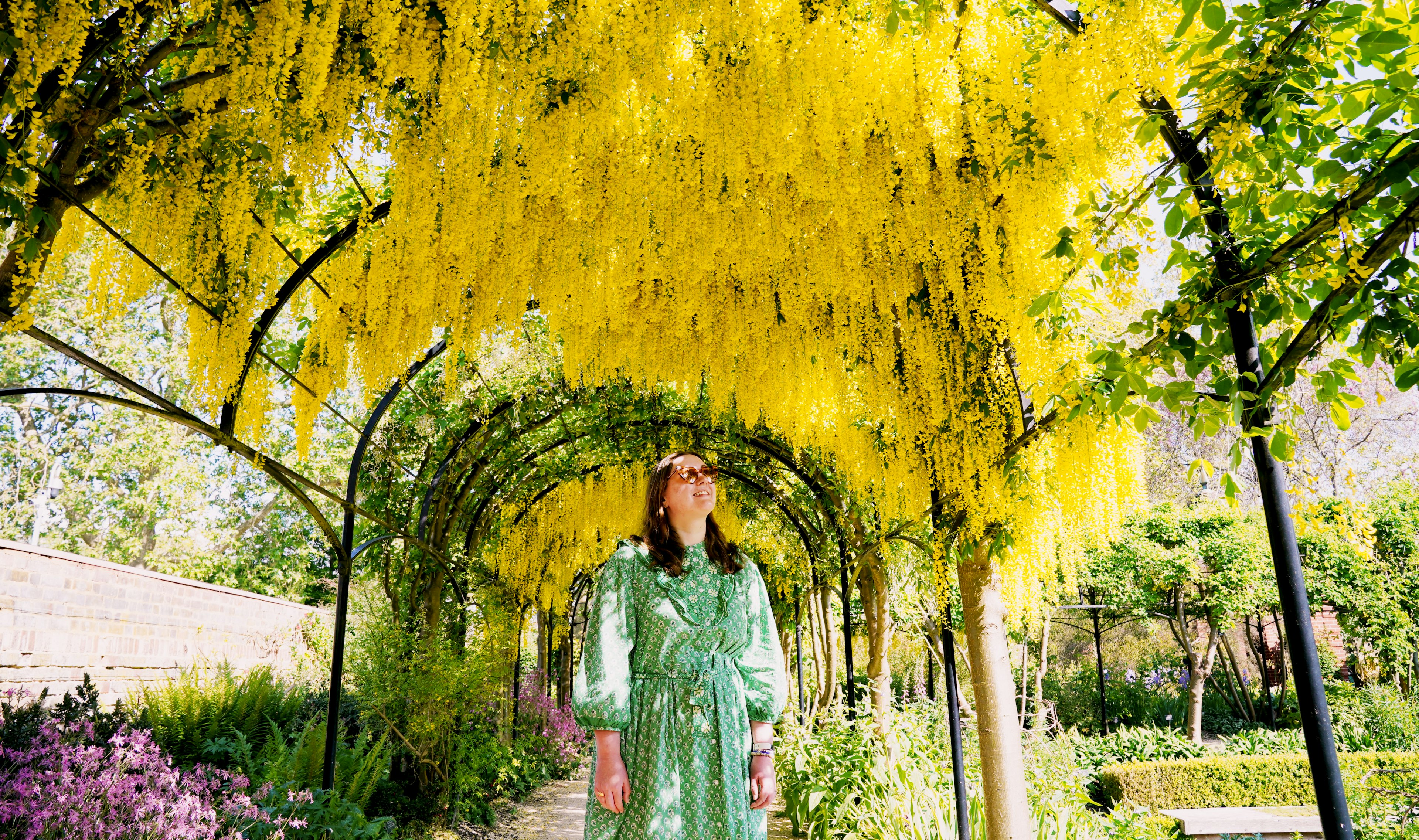 A visitor walks underneath an arch of blossoming Laburnum, sometimes called golden chain or golden rain, behind Kew Palace, in Kew Gardens, London