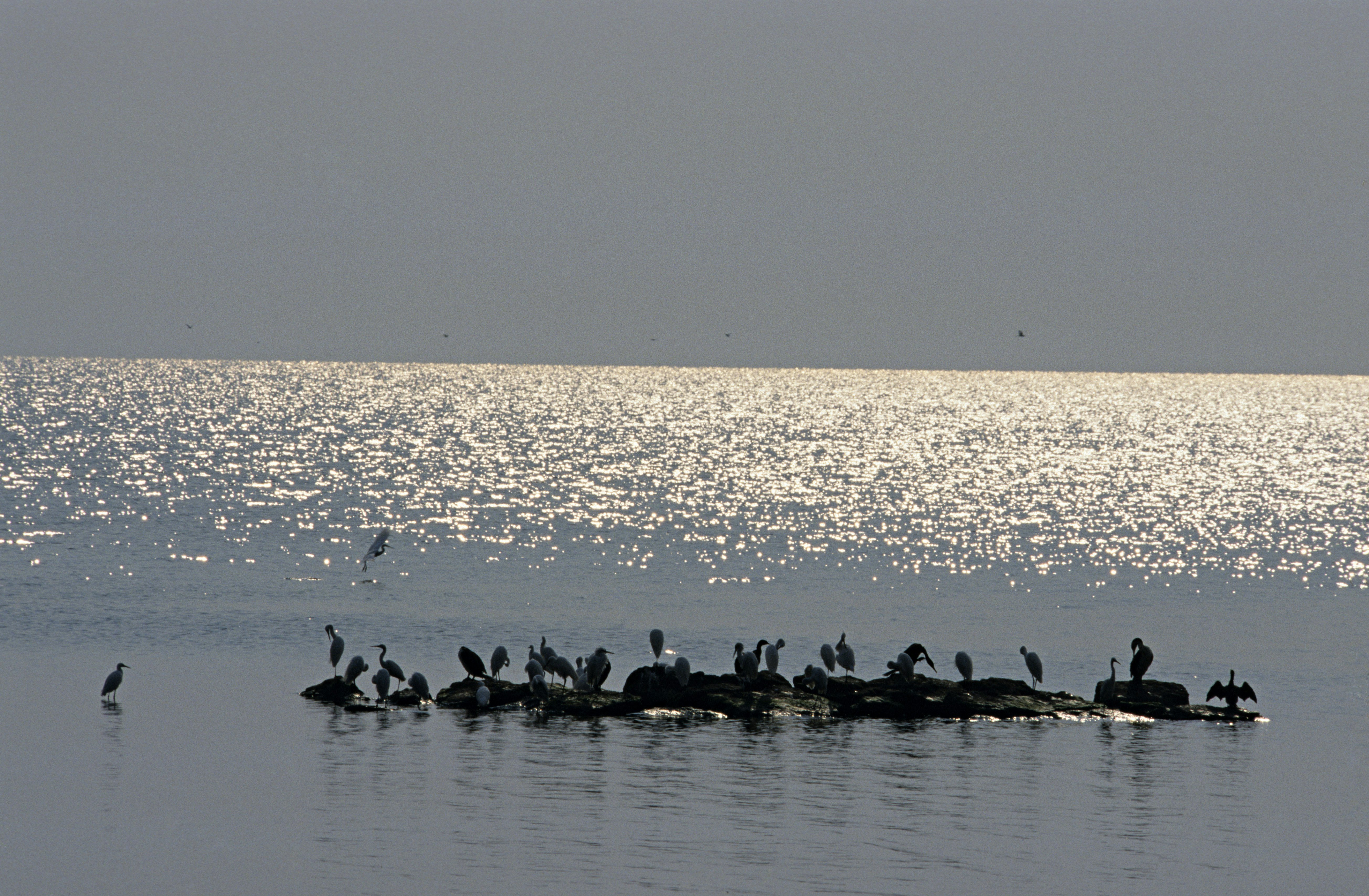 Silhouetted Little Egrets, Egretta garzetta, in Lake Victoria, Rubondo Island National Park, Tanzania.