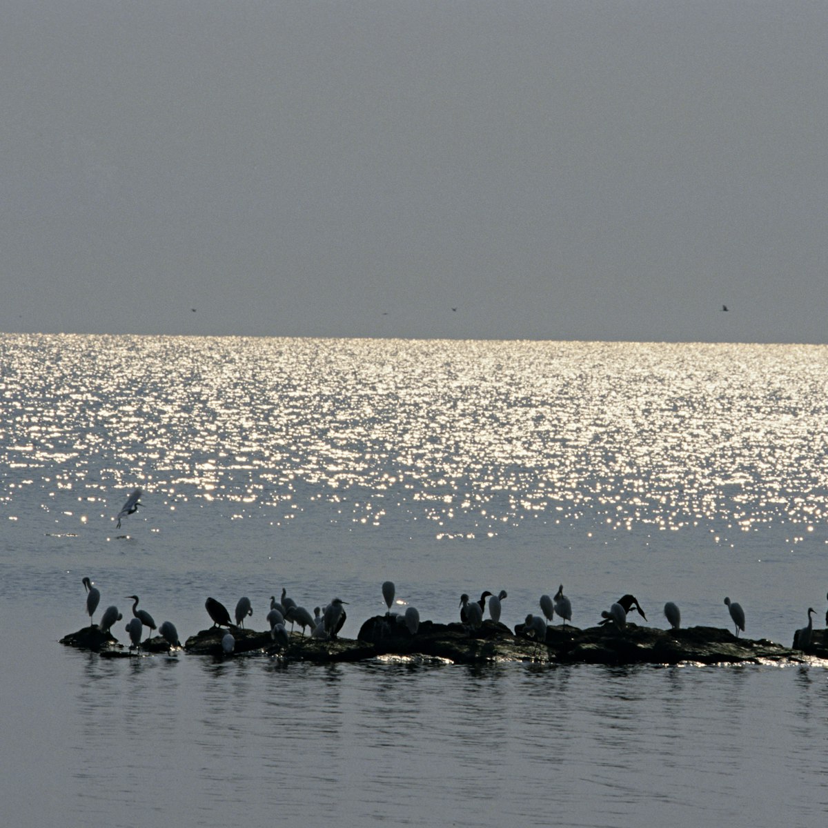 Silhouetted Little Egrets, Egretta garzetta, in Lake Victoria, Rubondo Island National Park, Tanzania.