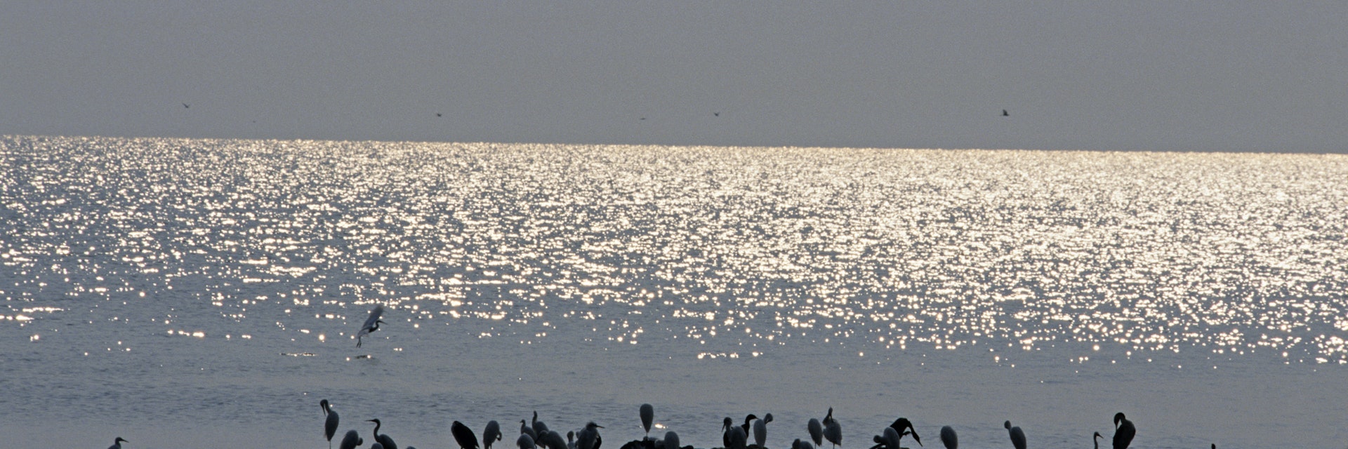 Silhouetted Little Egrets, Egretta garzetta, in Lake Victoria, Rubondo Island National Park, Tanzania.