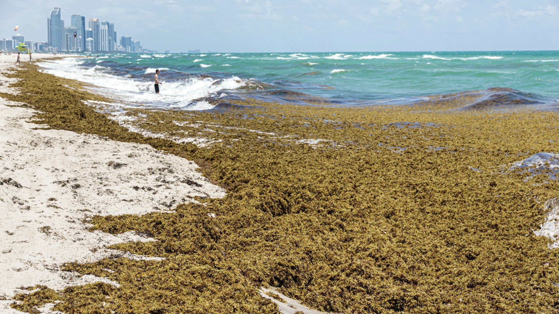 Clumps of sargassum seaweed on the beach in Miami, Florida, USA