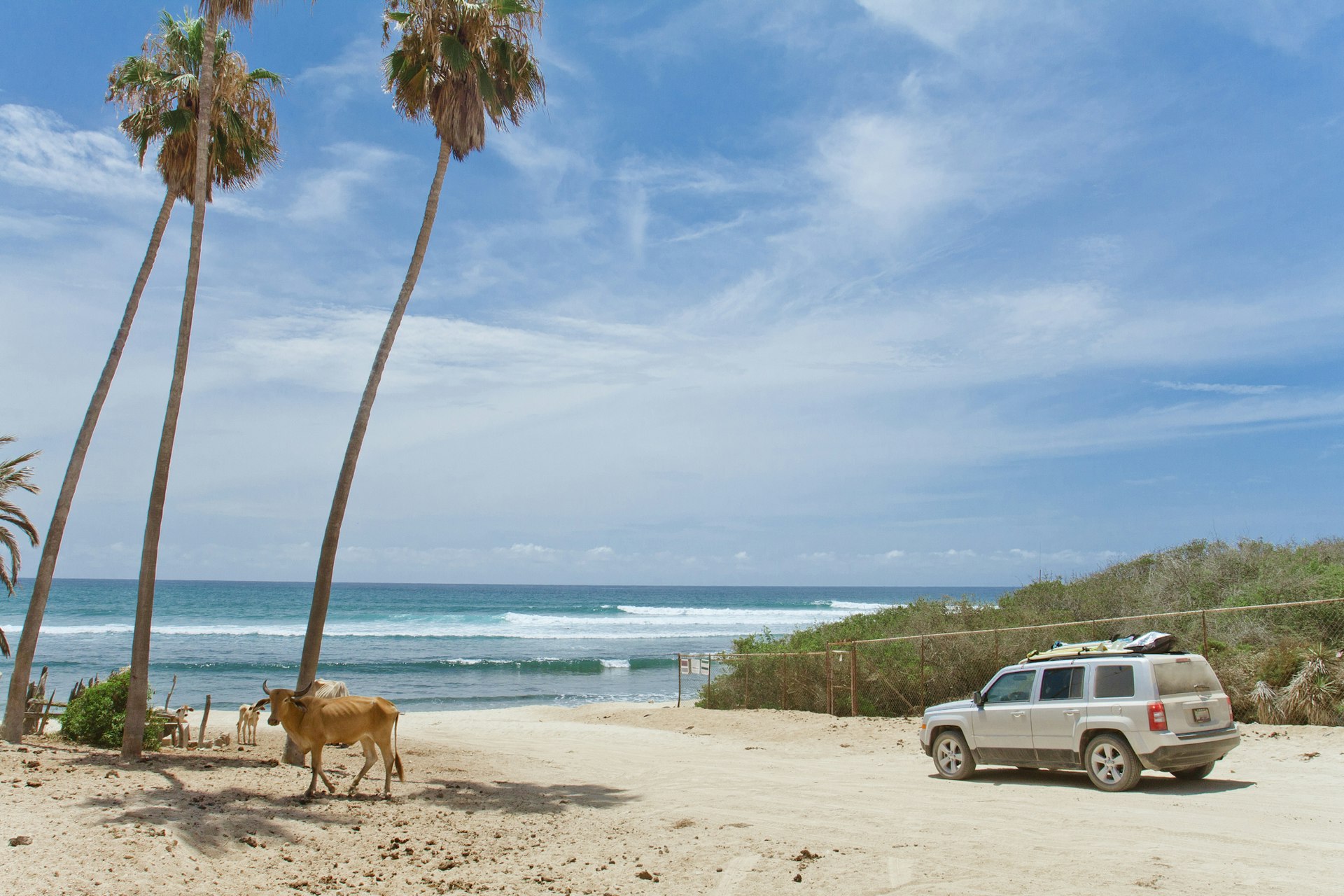 A silver SUV parked on a gravel road next to a surfing beach. Cows take cover in the shade of a nearby palm tree.