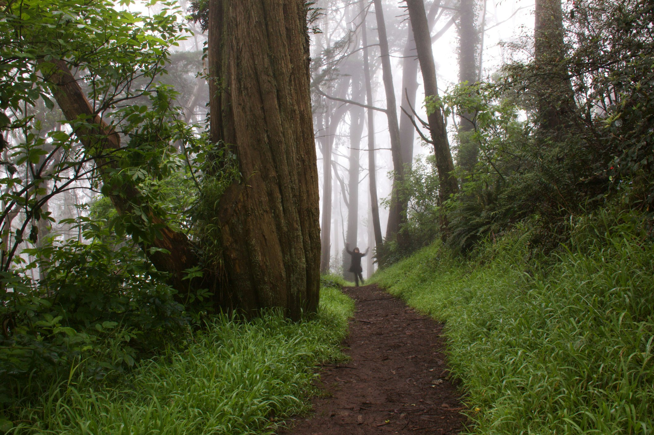 A trail up Mount Davidson, amid foggy forest and with trees and green grass on either side of the path