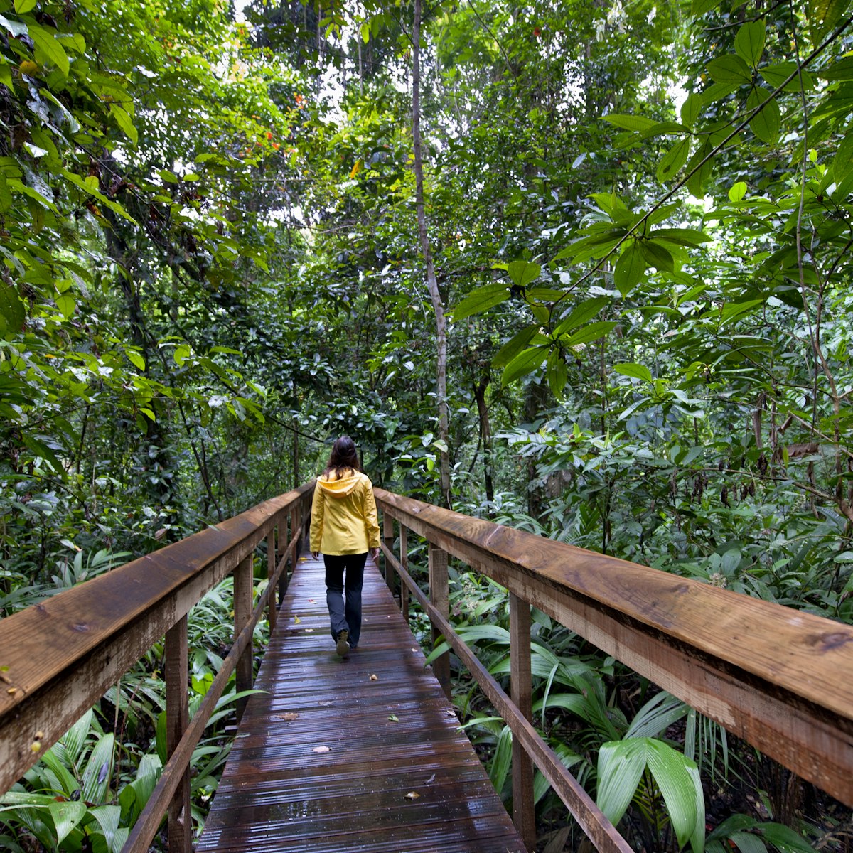 Cinco Ceibas private rainforest reserve at Finca Pangola, a 4.2 square mile reforestation project in Pangola, Costa Rica.