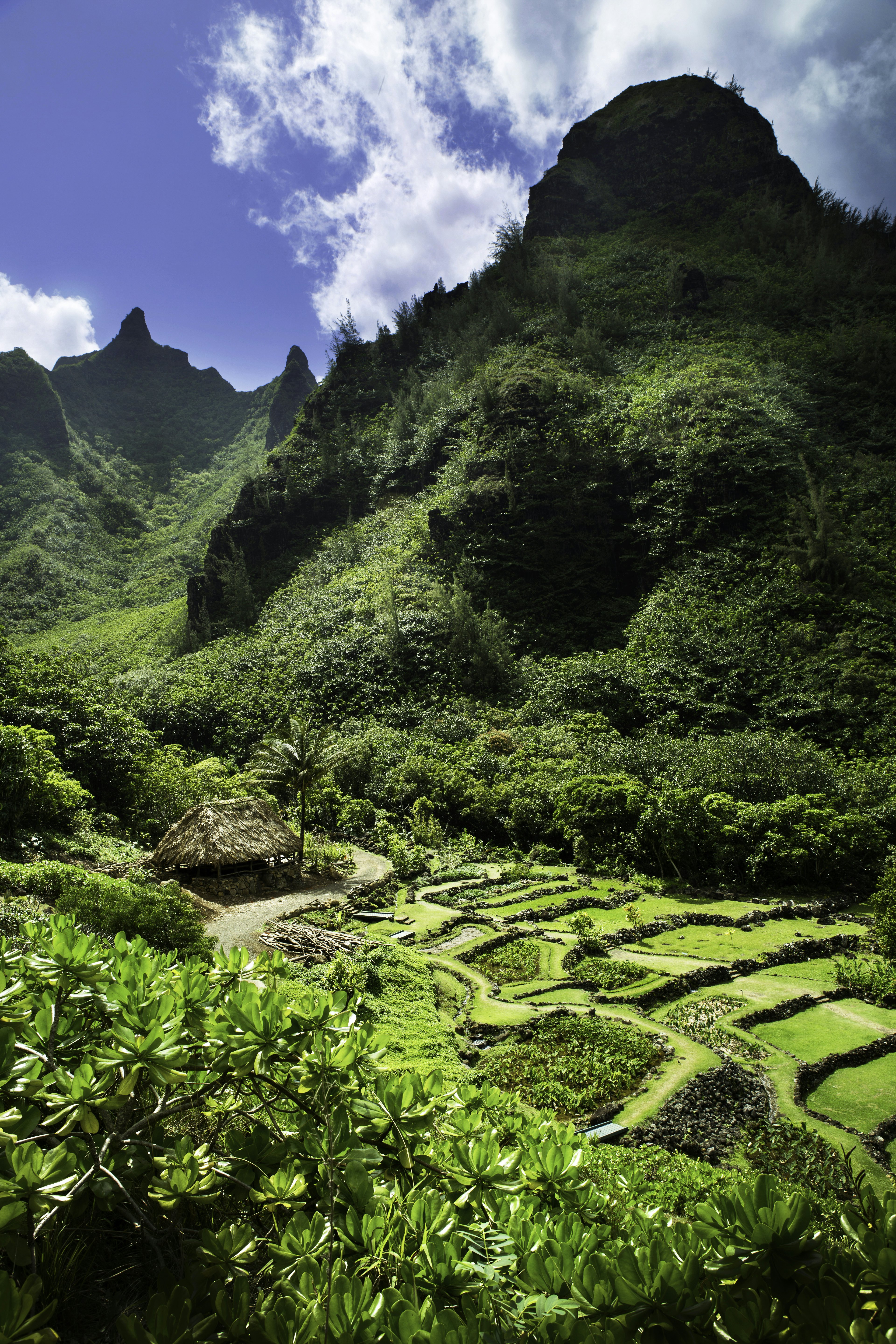 Limahuli garden in Kauai, Hawaii.