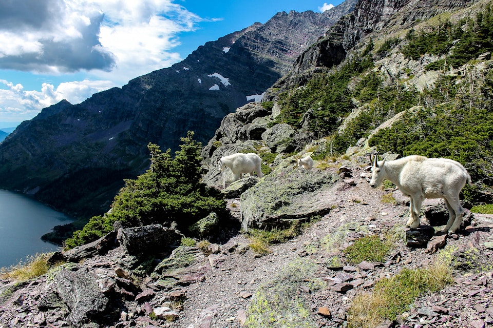 A family of goats near Gunsight Pass in Glacier National Park