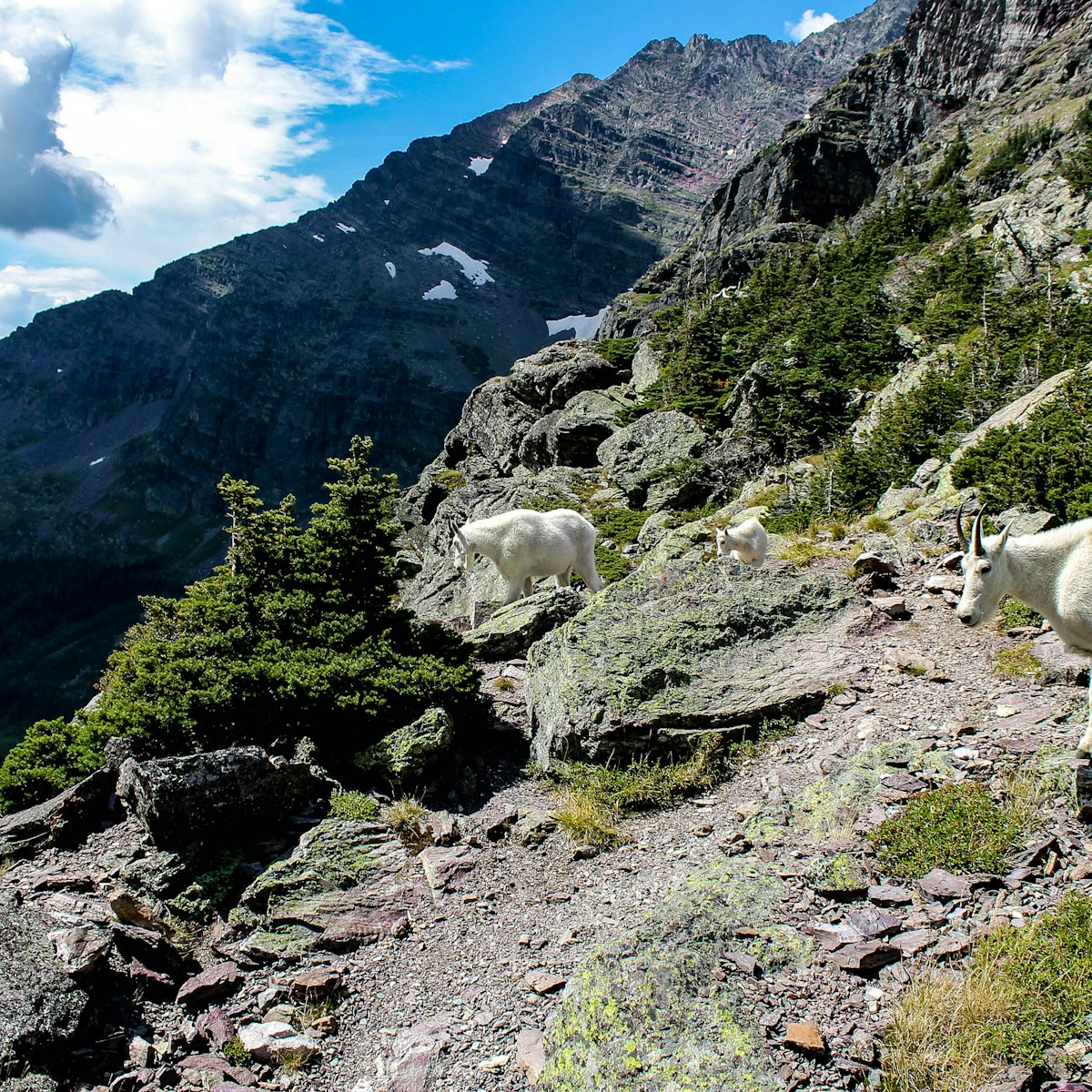 A family of goats near Gunsight Pass in Glacier National Park