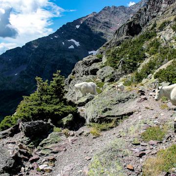 A family of goats near Gunsight Pass in Glacier National Park