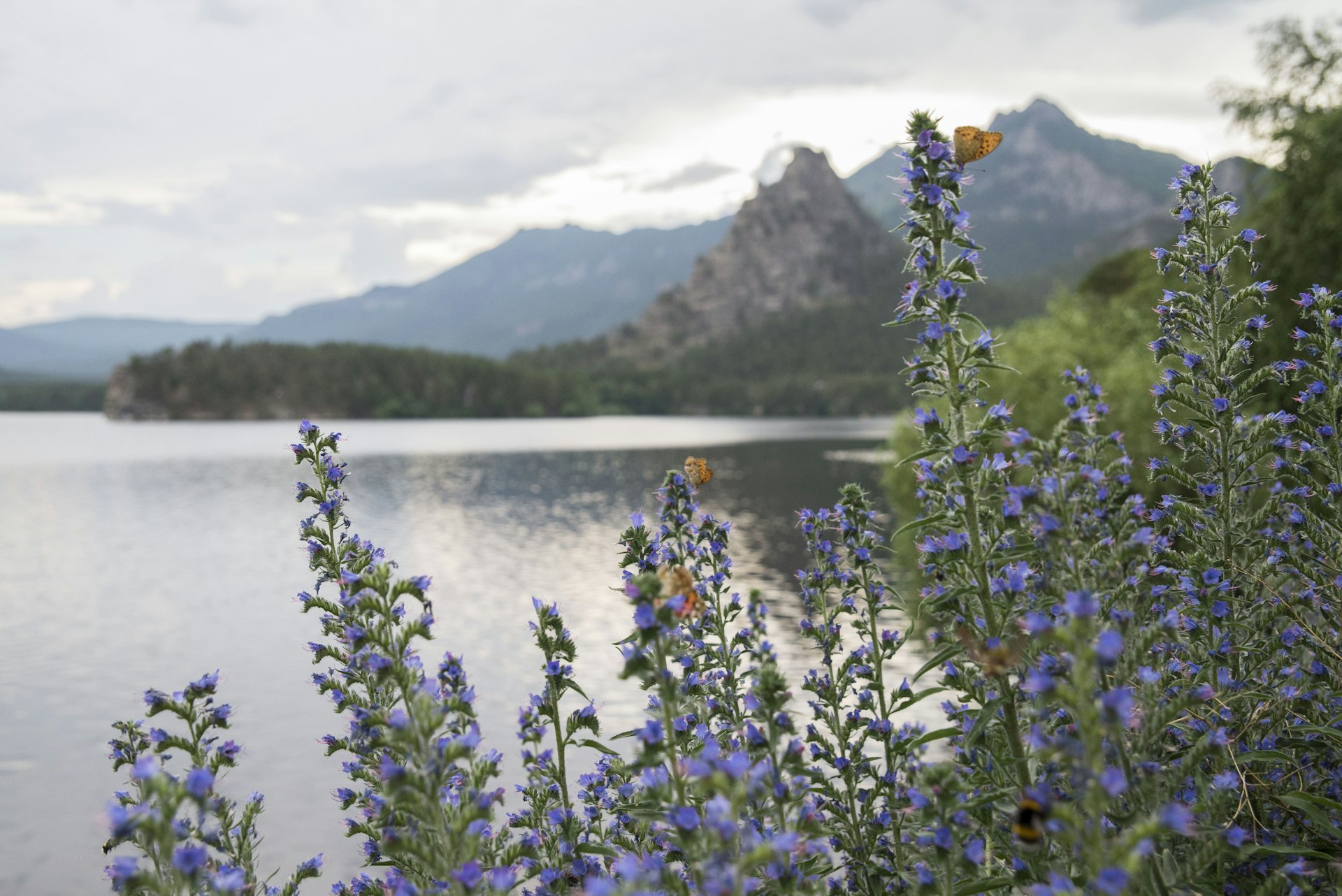 A view of flowers and a lake at Burabay National Park, Kazakhstan