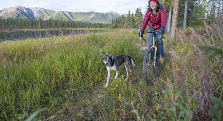 Alaskan Husky Dog
867658310
Young Woman Bike Riding on Path in Tall Grass with her Dog Running next to her - stock photo
Alaskan Husky Dog