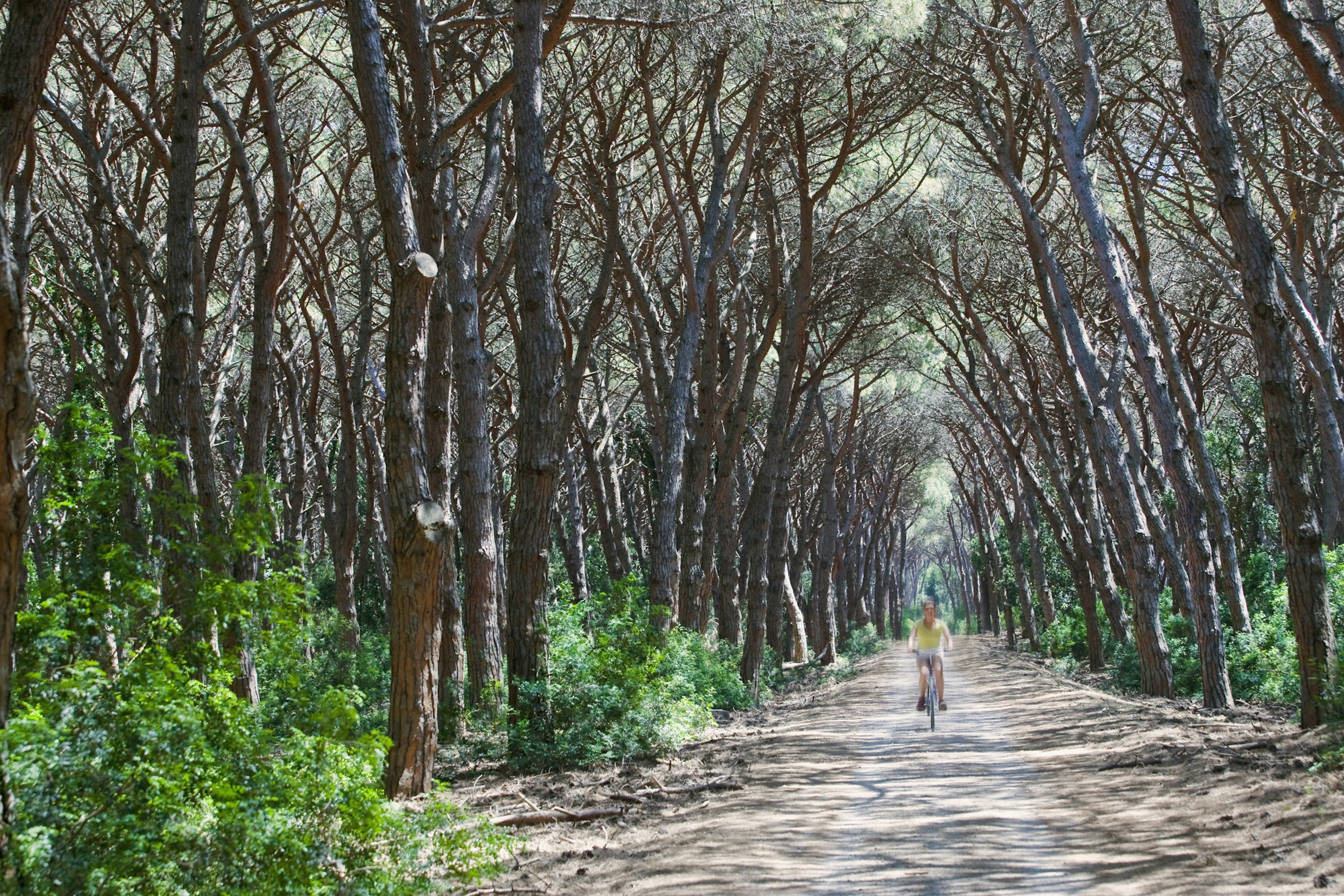 A cyclist on a single lane road in Tuscany through Feniglia pines