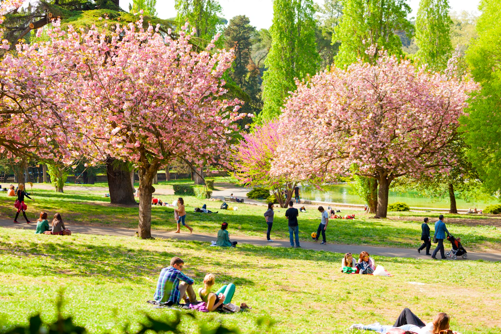 Groups of people sit and relax under pink-blossom trees in parkland