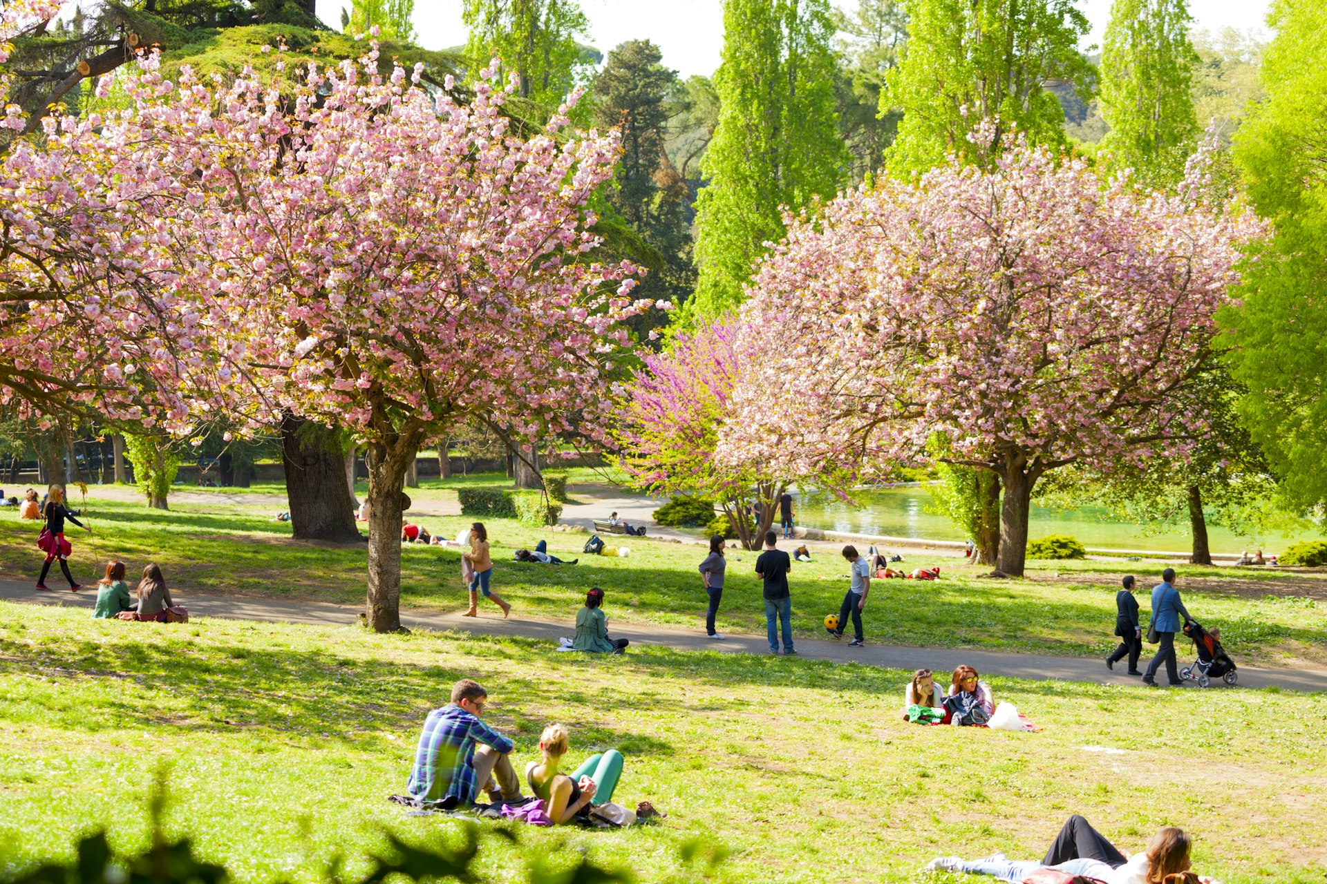 People relax under pink-blossom trees or play games on the grass in parkland