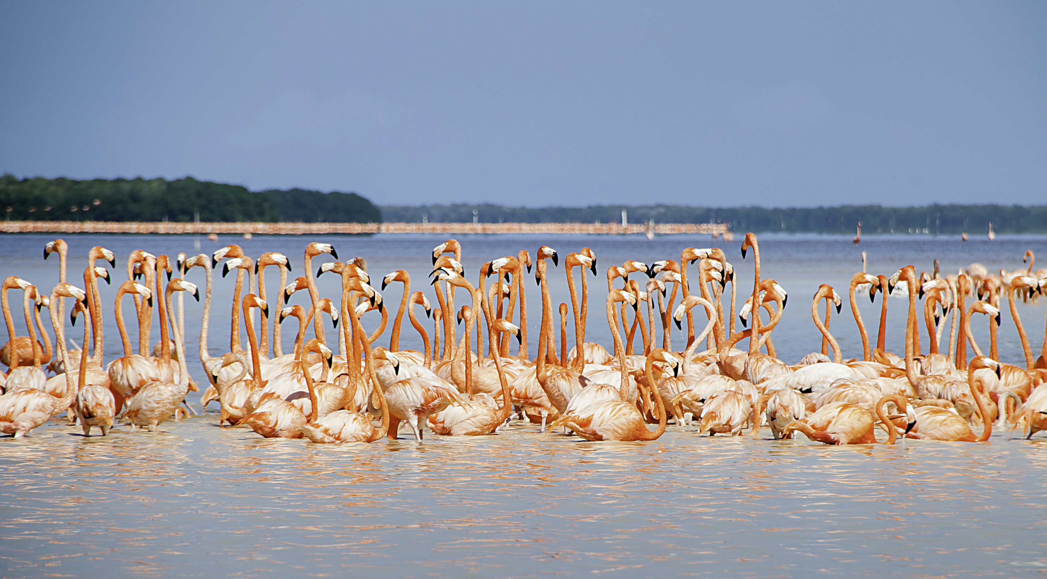 A large colony of flamingos wades in the water of a lagoon. The pink of their feathers is reflected in the water.