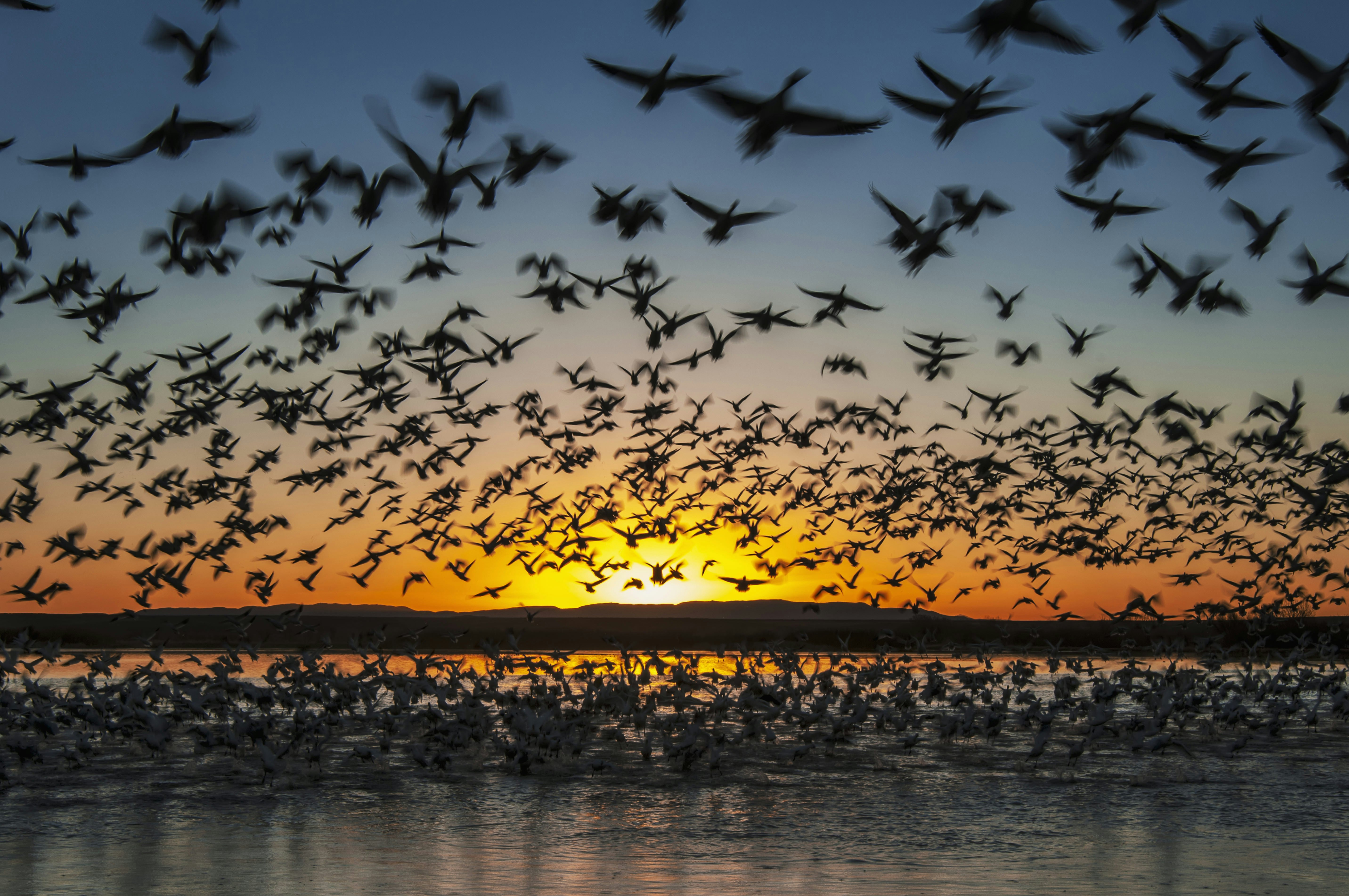 Snow geese take flight at sunrise in Bosque del Apache National Wildlife Refuge.