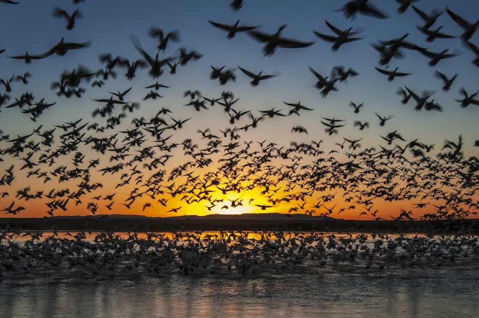 Snow geese take flight at sunrise in Bosque del Apache National Wildlife Refuge.
