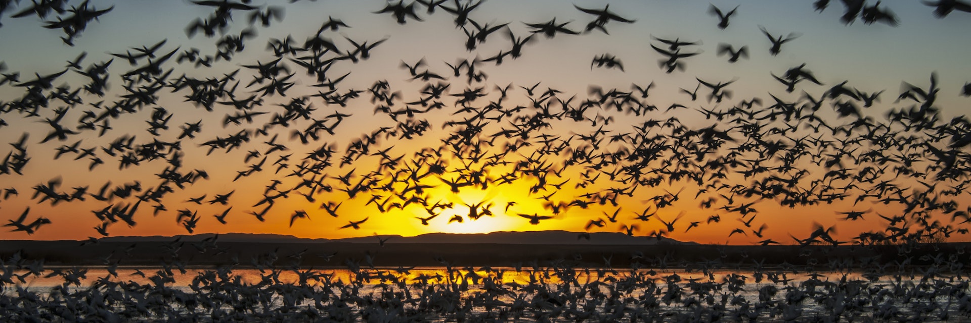 Snow geese take flight at sunrise in Bosque del Apache National Wildlife Refuge.
