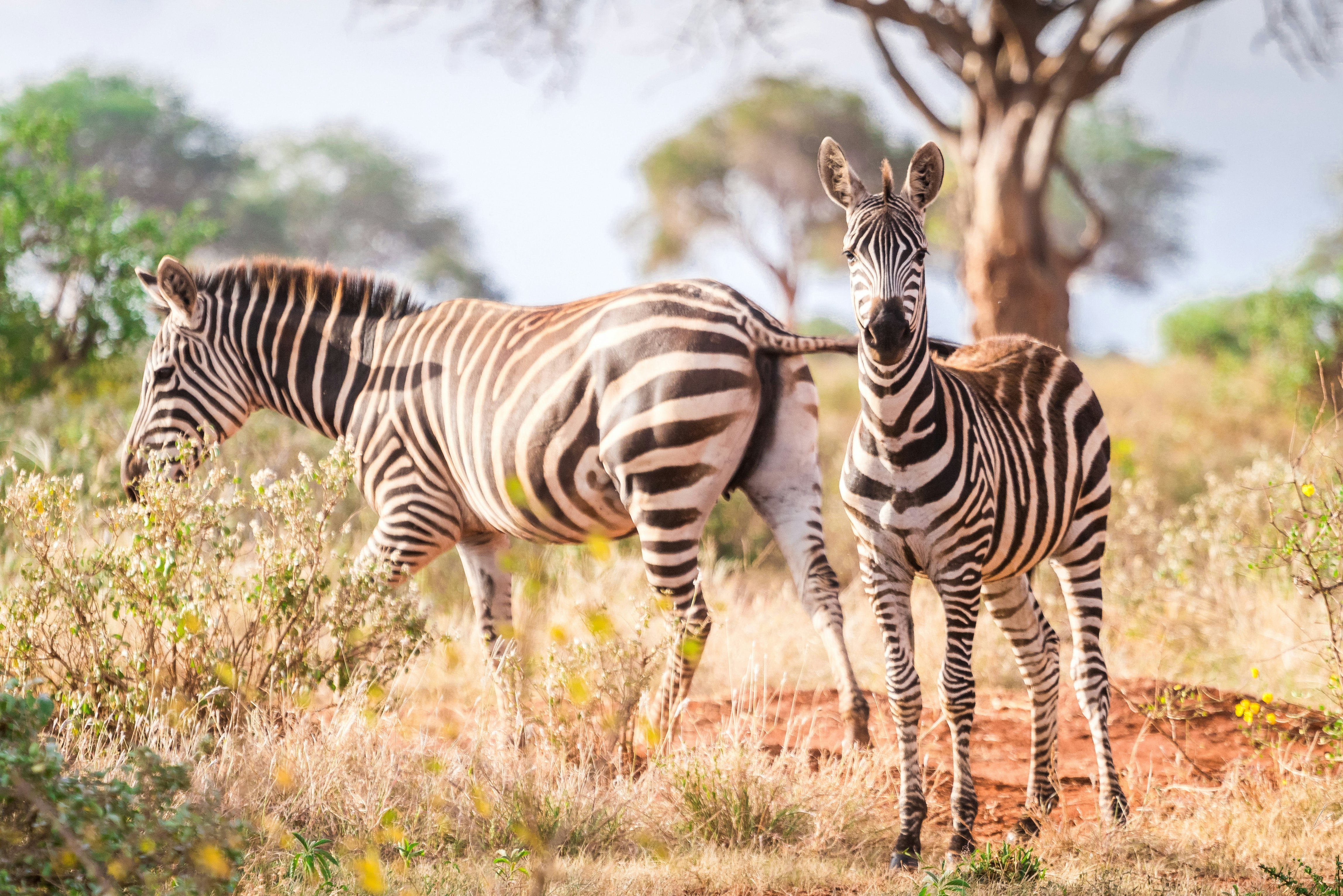 Wild zebras in Tsavo West National Park, Kenya.