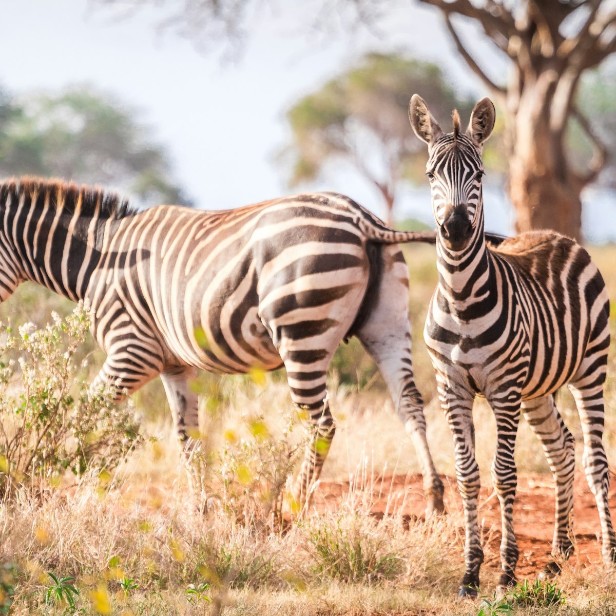 Wild zebras in Tsavo West National Park, Kenya.