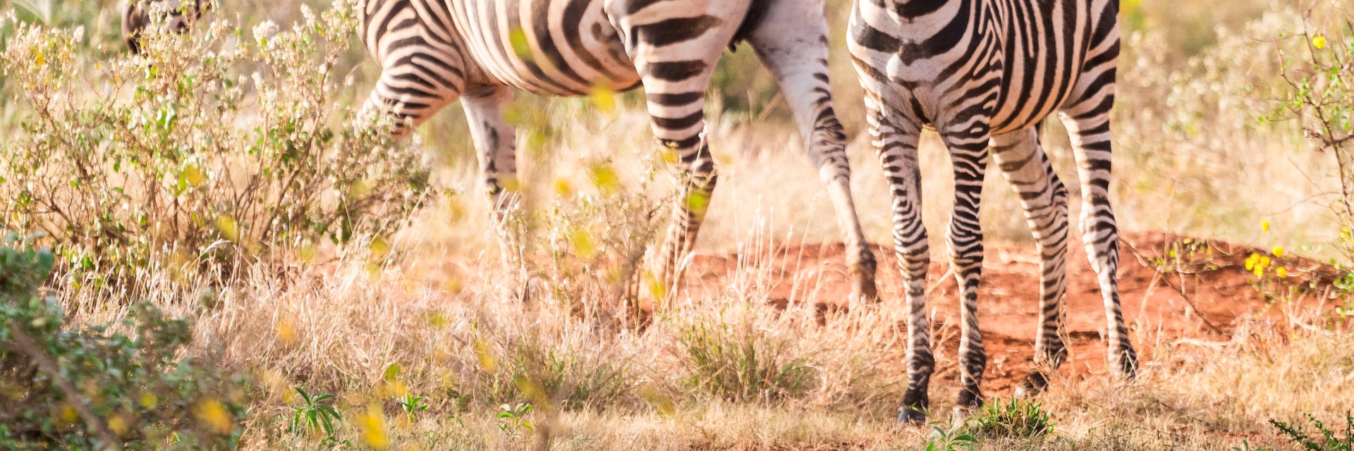 Wild zebras in Tsavo West National Park, Kenya.