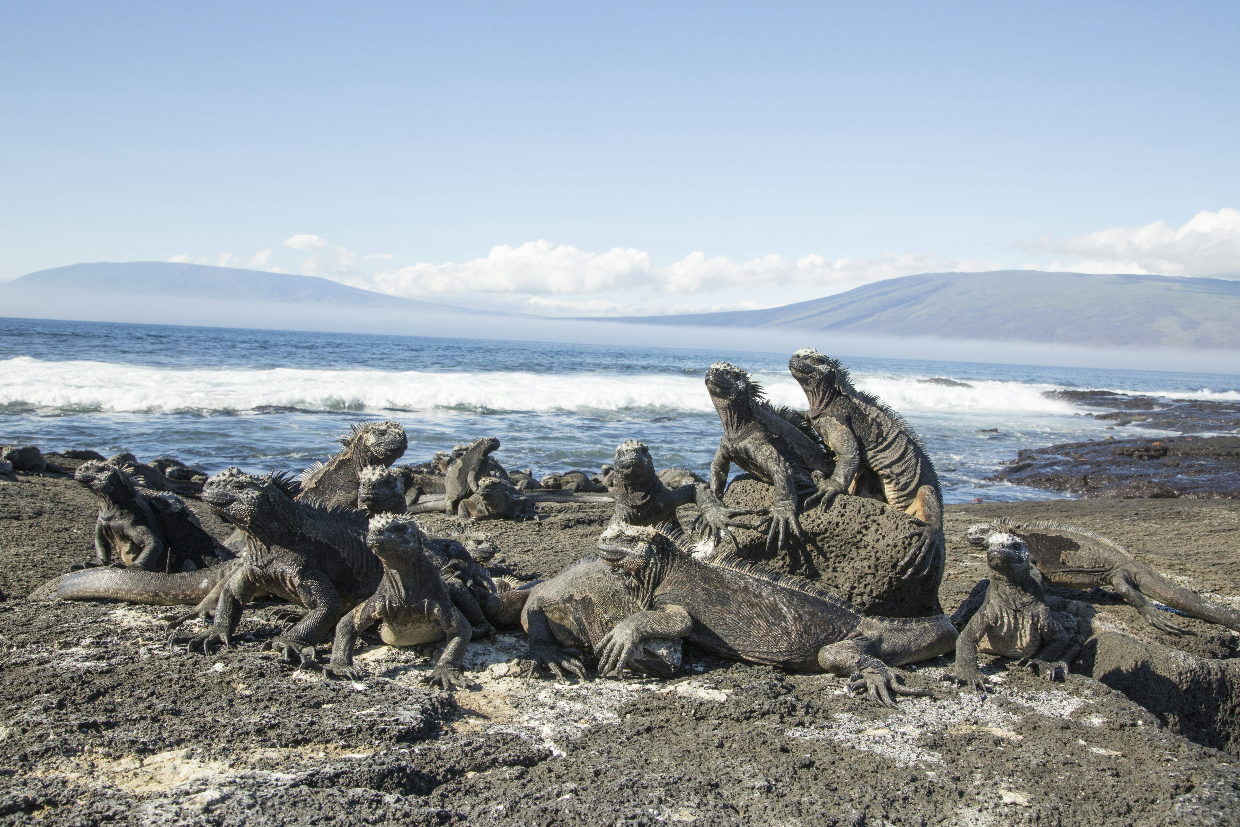 Marine iguanas on lava rock at Espinoza Point on Fernandina Island.