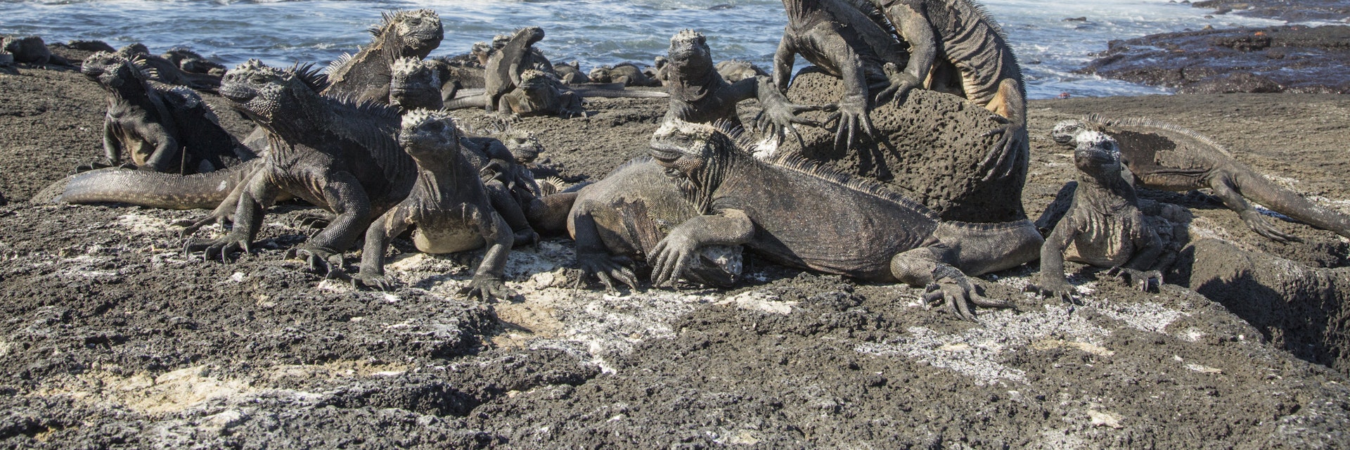 Marine iguanas on lava rock at Espinoza Point on Fernandina Island.