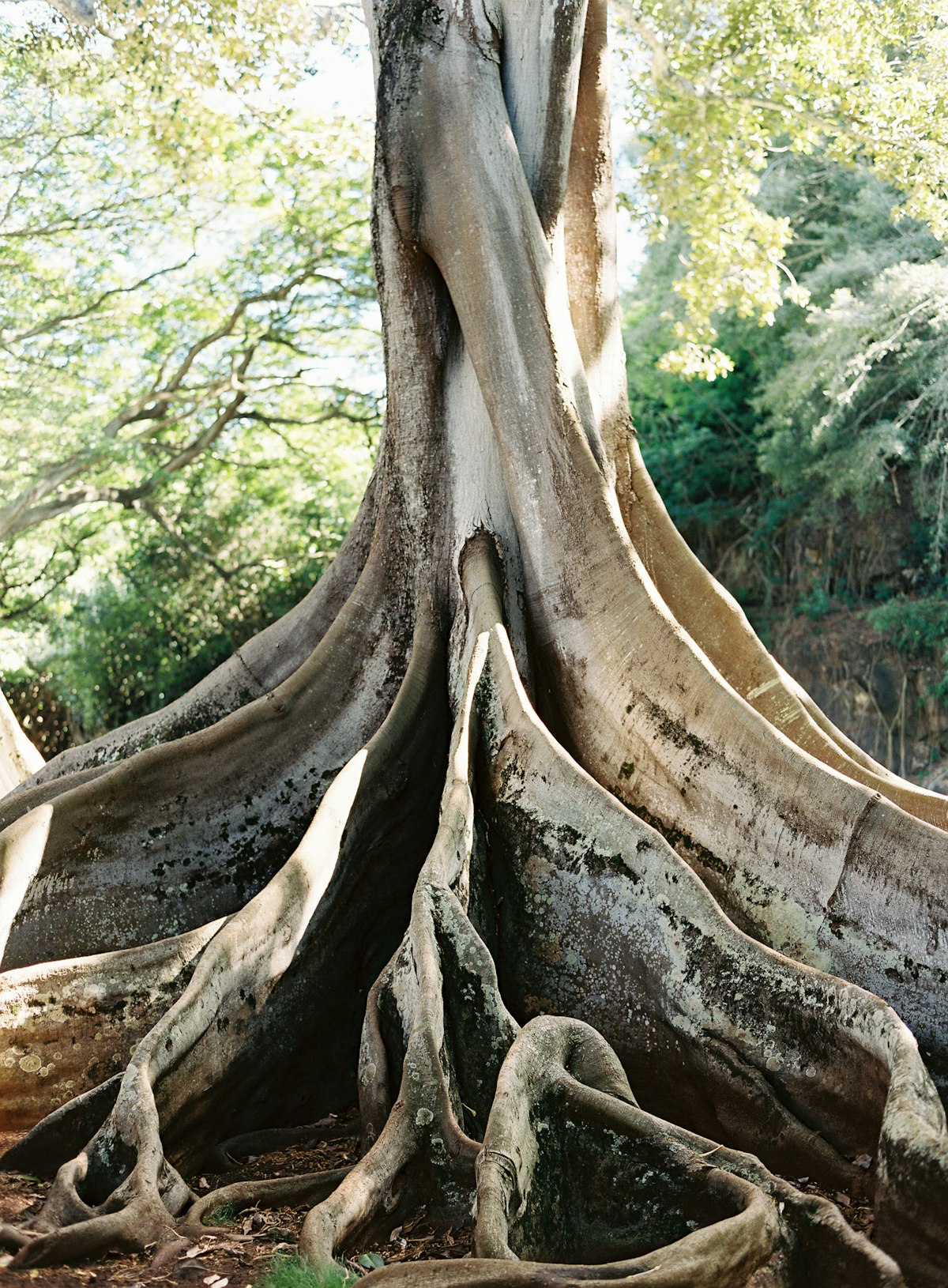 Lonely Planet Magazine, Issue 123, March 2019, Hawaii, trunk, flora
The Moreton Bay fig trees in Allerton Garden were film backdrops in Jurassic Park.