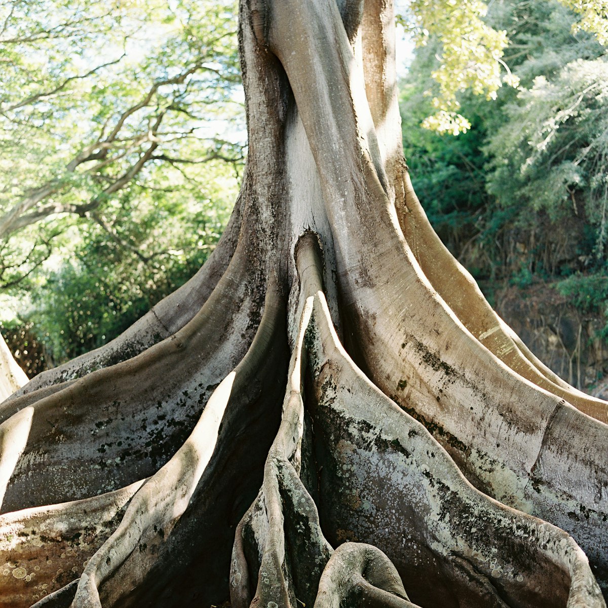 Lonely Planet Magazine, Issue 123, March 2019, Hawaii, trunk, flora
The Moreton Bay fig trees in Allerton Garden were film backdrops in Jurassic Park.