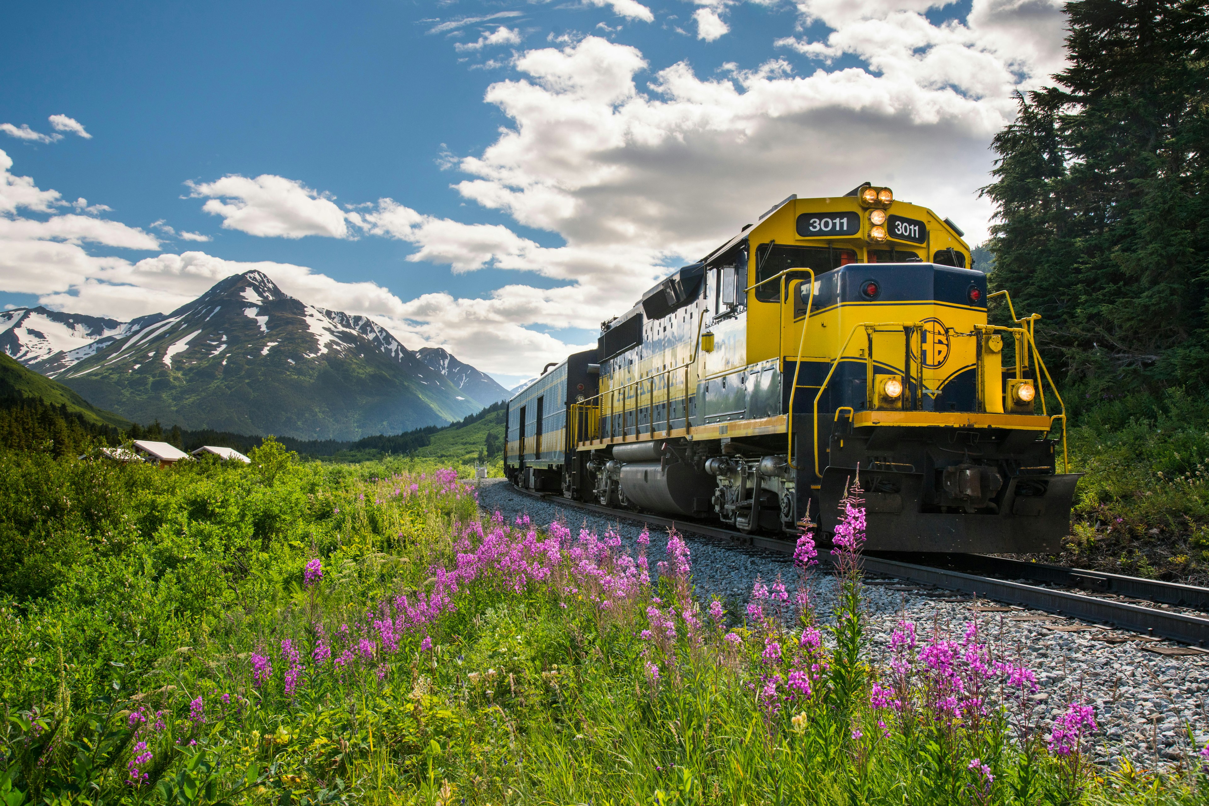 A yellow and navy Alaska Railroad Glacier Discovery train through Chugach National Forest, with mountain peaks in the background and purple wildflowers by the track