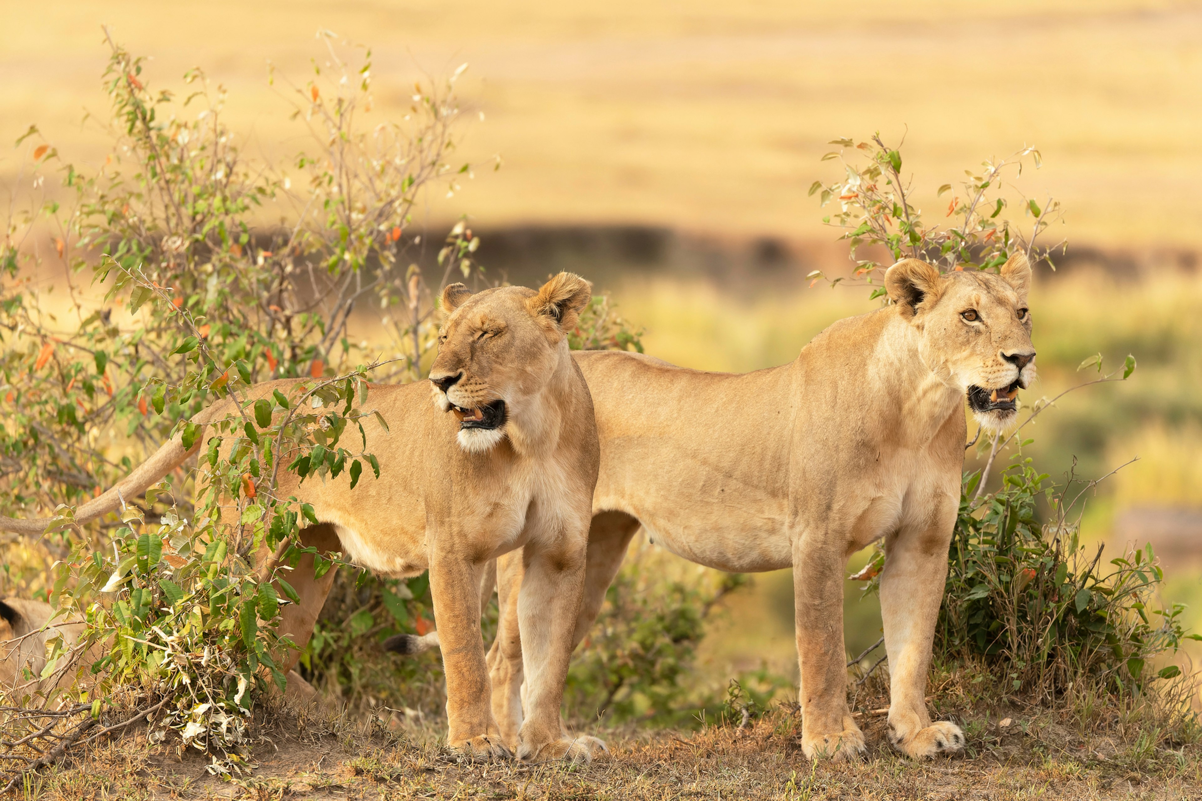 two lions in the bushes