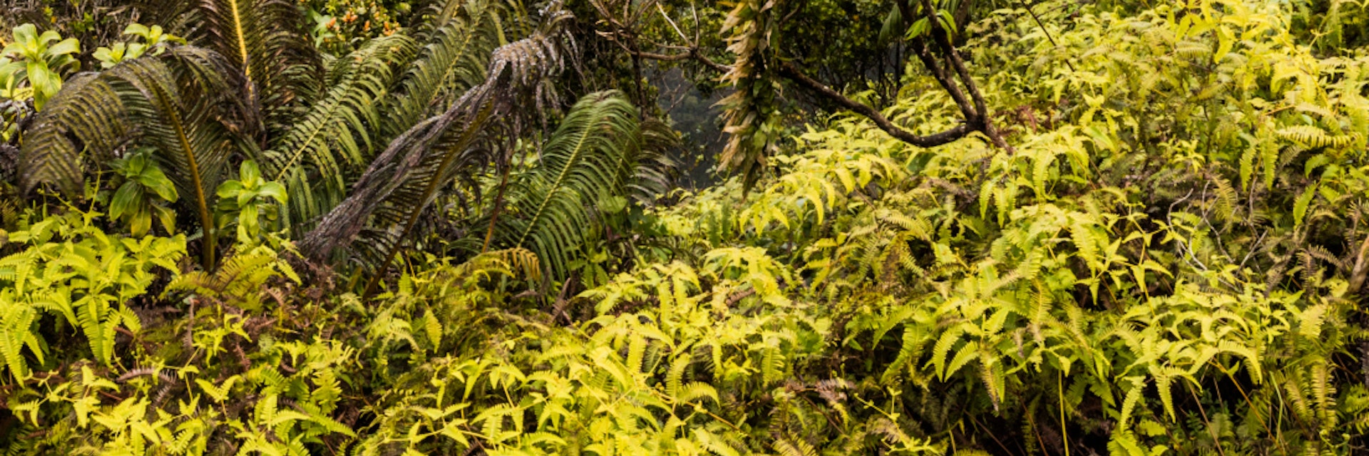 canyon, hawaii, kauai, landscape, lookout, valley, waimea canyon
Kalalau Lookout, Kauai.