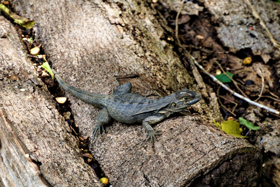 Iguana sitting on a trunk in Hacienda Baru, Costa Rica.