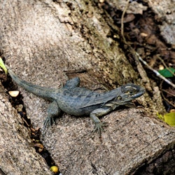 Iguana sitting on a trunk in Hacienda Baru, Costa Rica.