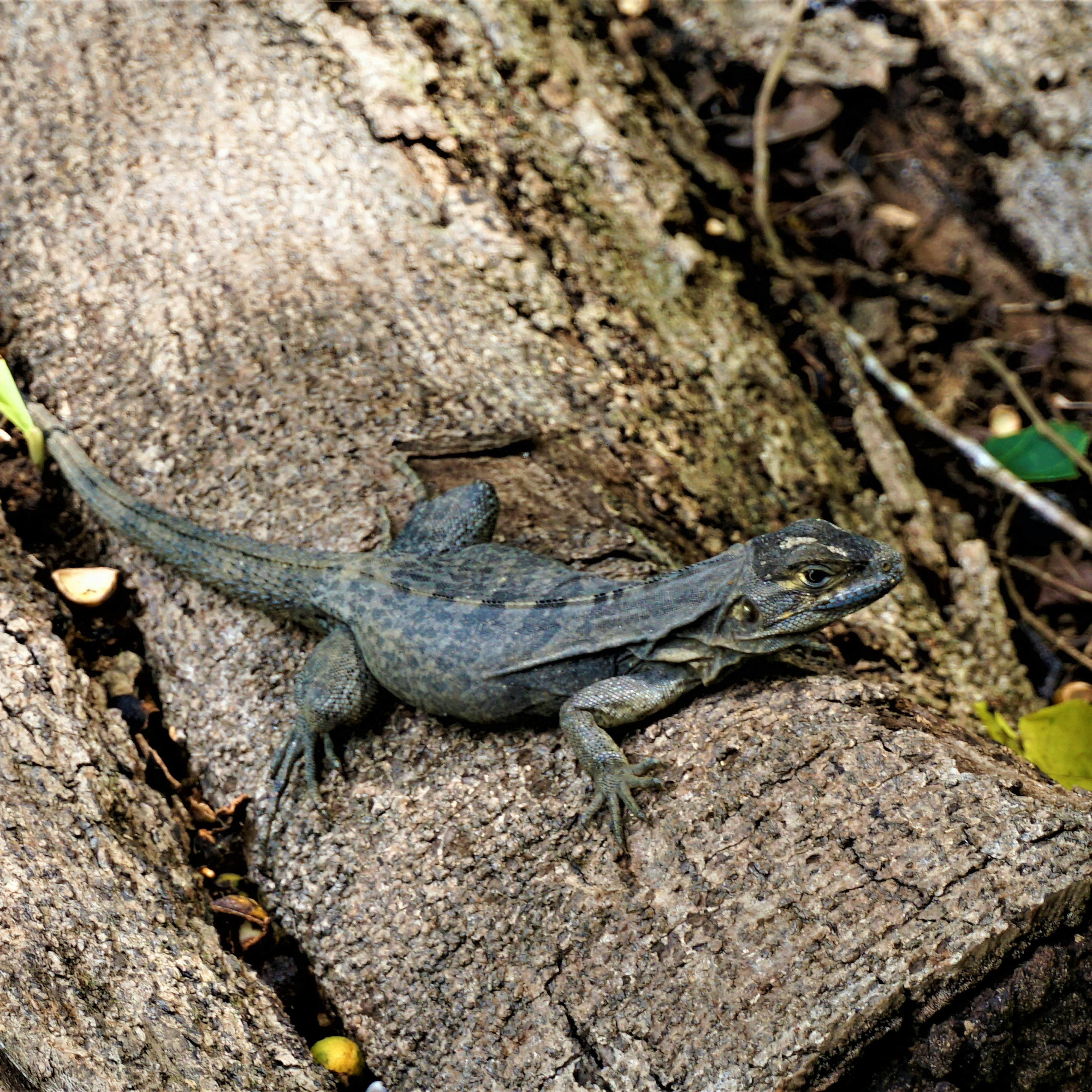 Iguana sitting on a trunk in Hacienda Baru, Costa Rica.