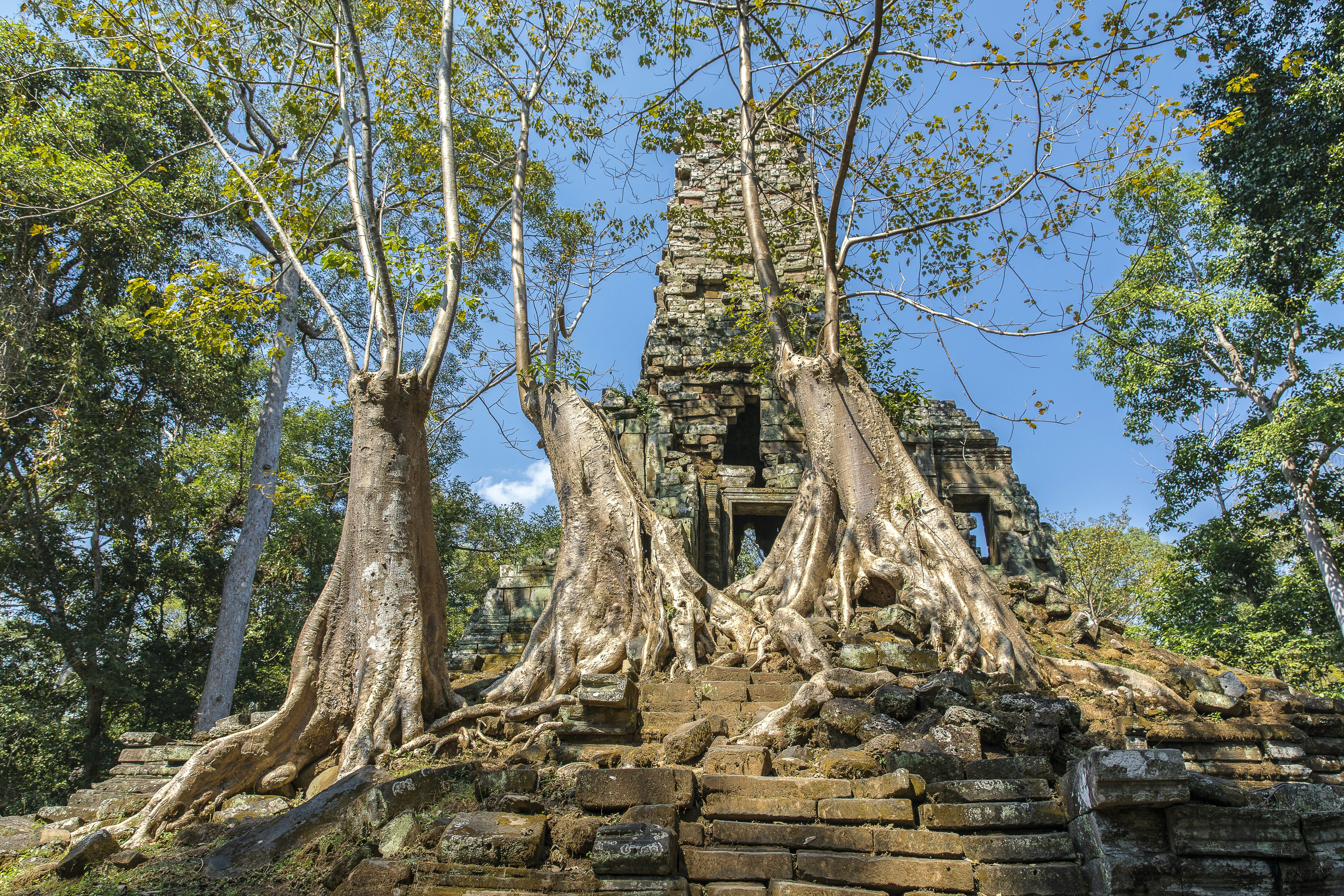 Ancient Preah Palilay temple in Angkor Thom and huge Banyan trees. 