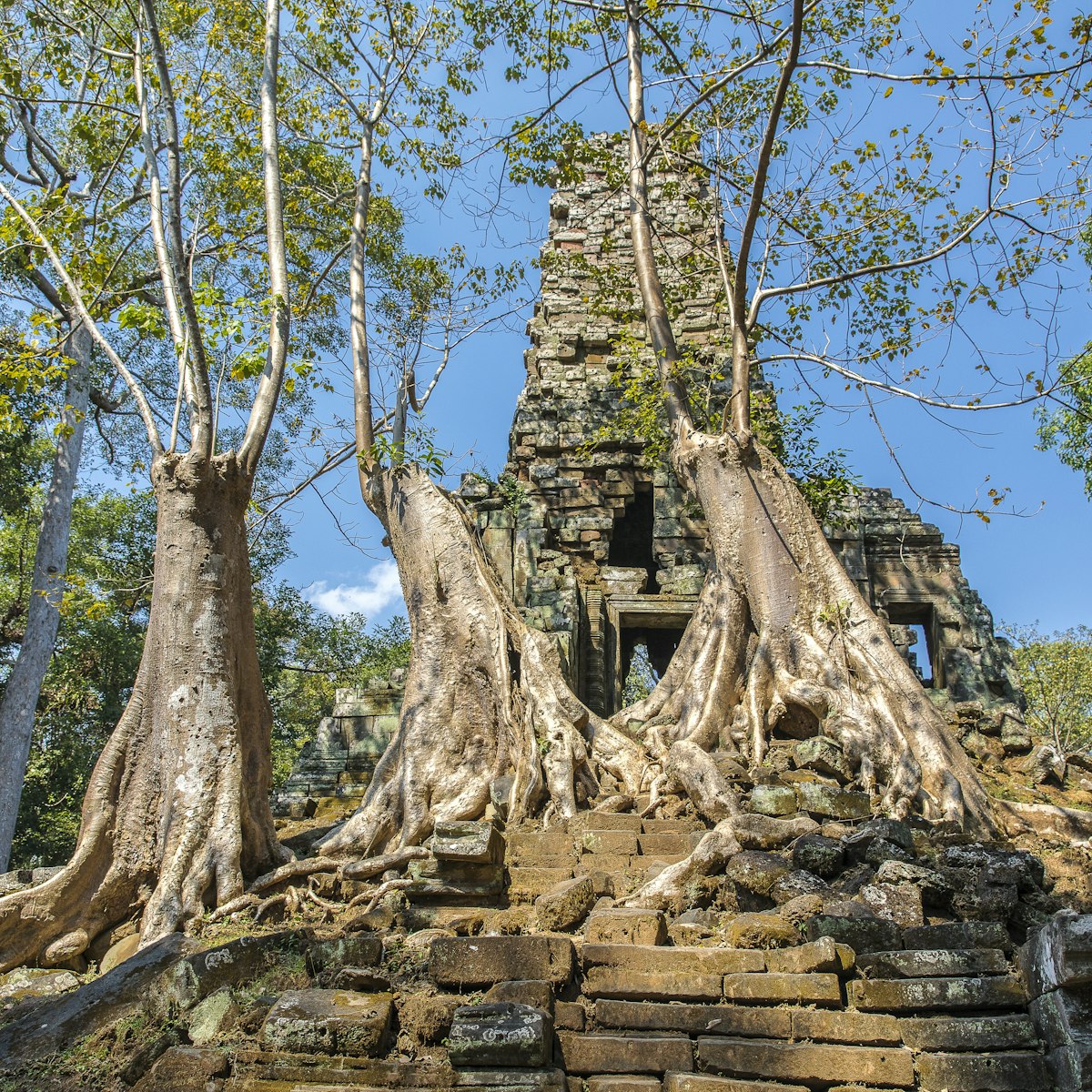 Ancient Preah Palilay temple in Angkor Thom and huge Banyan trees. 