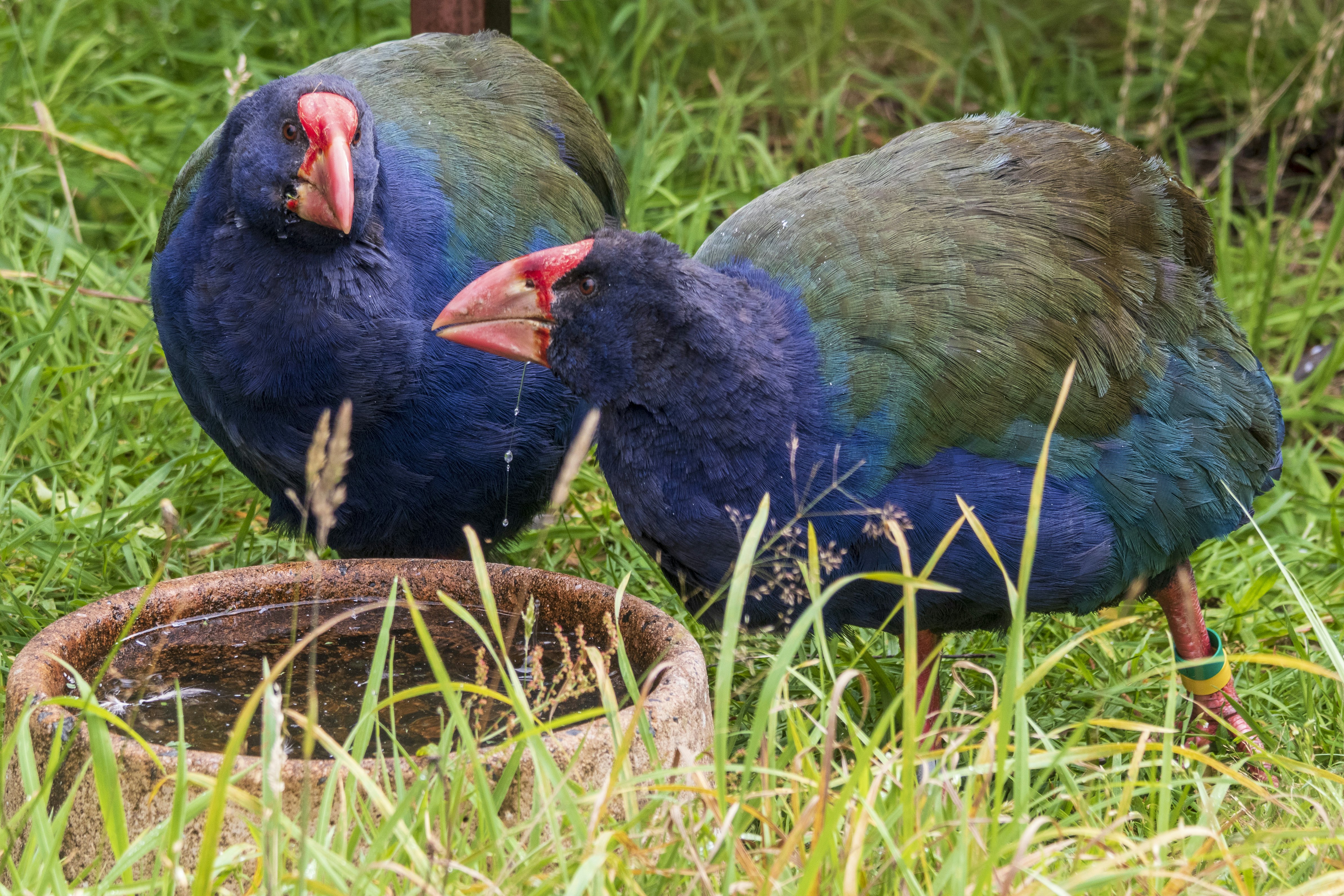 Takahe at Orokonui ecosanctuary in New Zealand.