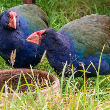 Takahe at Orokonui ecosanctuary in New Zealand.